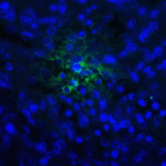 Immunofluorescence of TIGIT in human spleen tissue with TIGIT single domain antibody at 20 μg/mL.