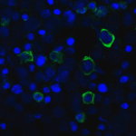 Immunofluorescence of TIGIT in transfected HEK293 cells with TIGIT single domain antibody at 20 μg/mL.