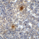 Immunohistochemistry of TIGIT in human spleen tissue with TIGIT single domain antibody at 1 μg/mL.
