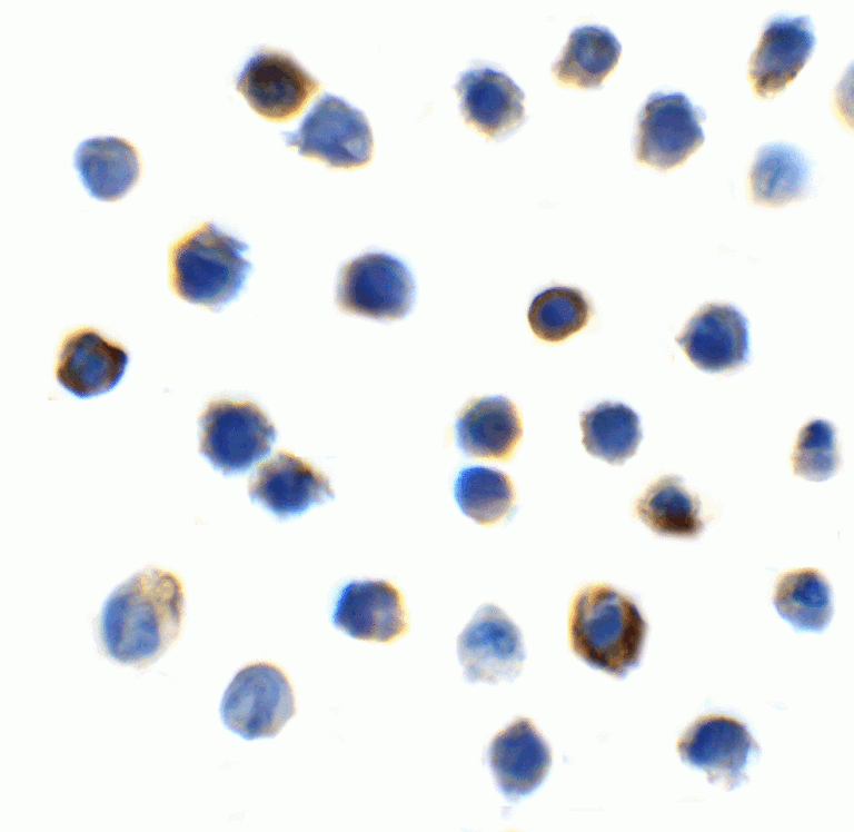 TIGIT Antibody [2C6]