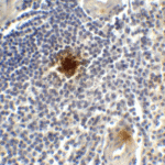 Immunohistochemistry of TIGIT in human spleen tissue with TIGIT single domain antibody at 1 μg/mL.