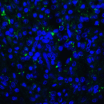 Immunofluorescence of TIGIT in human spleen tissue with TIGIT single domain antibody at 20 μg/mL.