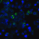 Immunofluorescence of TIGIT in transfected HEK293 cells with TIGIT single domain antibody at 20 μg/mL.