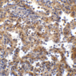 Immunohistochemistry of TIGIT in human spleen tissue with TIGIT single domain antibody at 1 μg/mL.