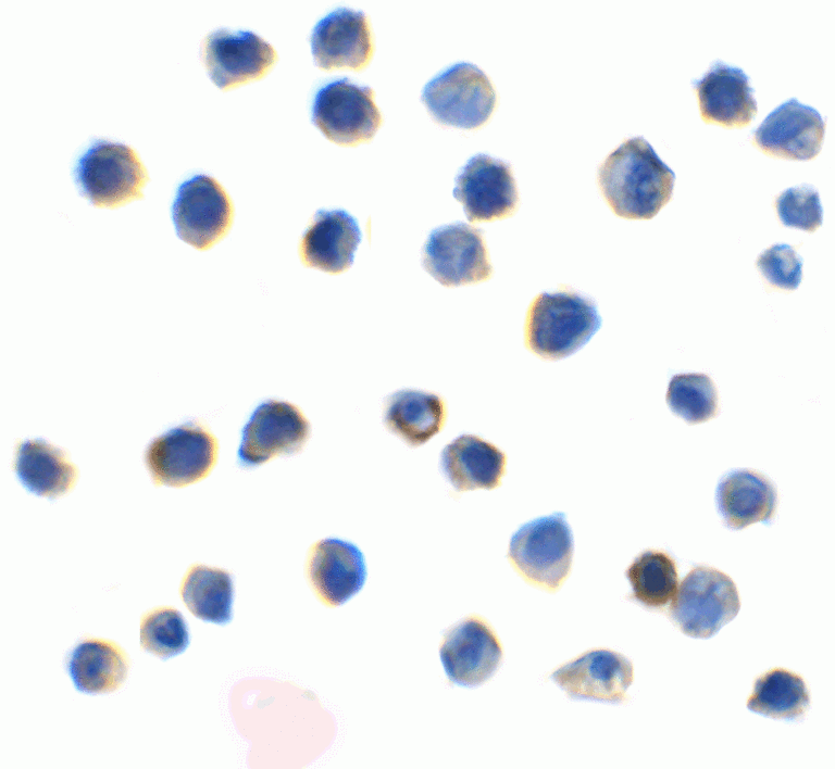 TIGIT Antibody [2D7]