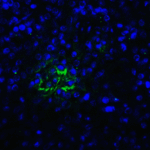 Immunofluorescence of TIGIT in human spleen tissue with TIGIT single domain antibody at 20 μg/mL.