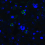 Immunofluorescence of TIGIT in transfected HEK293 cells with TIGIT single domain antibody at 20 μg/mL.
