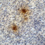 Immunohistochemistry of TIGIT in human spleen tissue with TIGIT single domain antibody at 1 μg/mL.