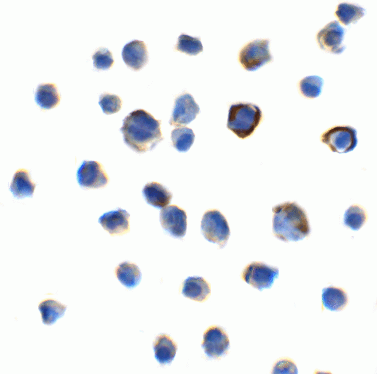 TIGIT Antibody [2F7]