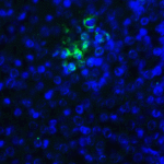 Immunofluorescence of TIGIT in human spleen tissue with TIGIT single domain antibody at 20 μg/mL.