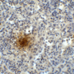 Immunohistochemistry of TIGIT in human spleen tissue with TIGIT single domain antibody at 1 μg/mL.