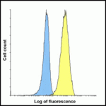 Flow cytometry analysis of TIGIT over expressing HEK293 cells using TIGIT antibody at 1 μg/ml. Blue: untransfected HEK293 cells. Yellow: TIGIT over expressing HEK293 cells.