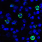 Immunofluorescence of TIGIT in over expressing HEK293 cells using TIGIT Antibody at 1 μg/ml.<br><br>Green: TIGIT Antibody [4A11] (RF16055) <br> Blue: DAPI staining