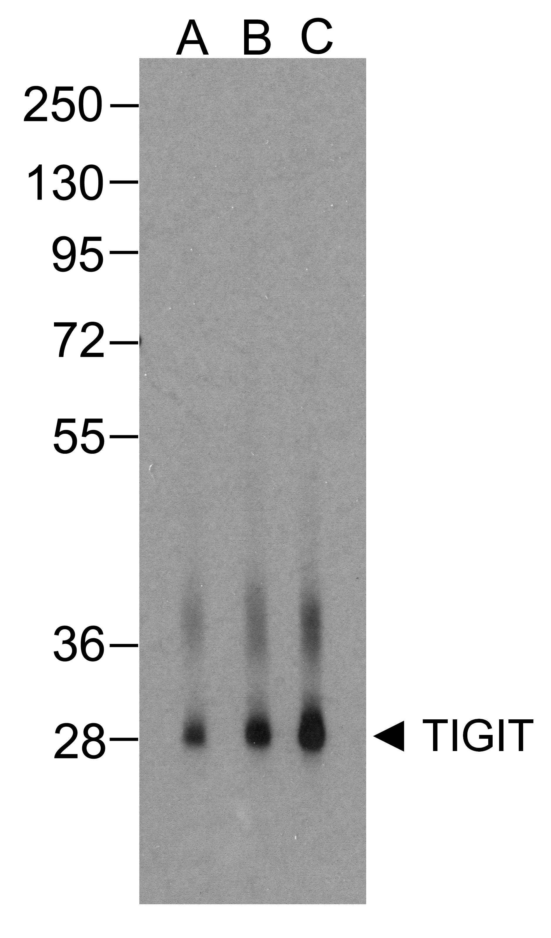 TIGIT Antibody [4A11]
