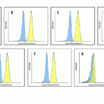 Flow cytometry analysis of TIGIT over expressing HEK293 cells using (A) RF16051, (B) RF16053, (C) RF16054, (D) RF16055, (E) RF16056, (F) RF16058, and (G) control mouse IgG antibody at 1 μg/ml.  Blue:  untransfected HEK293 cells.  Yellow: TIGIT over expressing HEK293 cells.