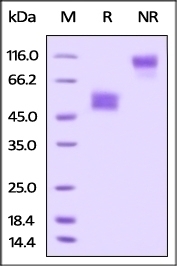 TIGIT Recombinant Protein