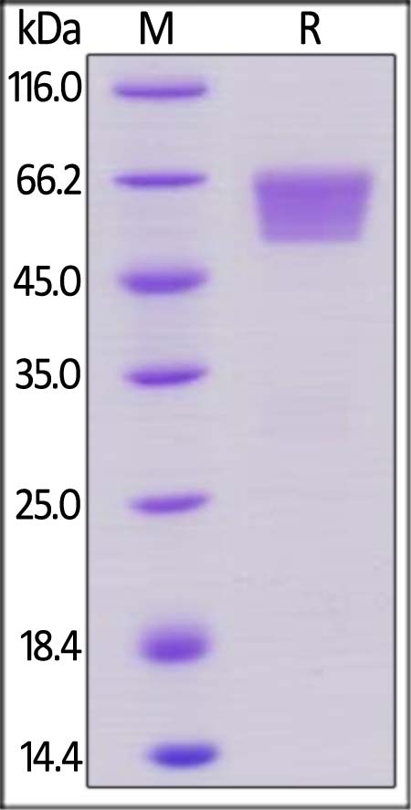 TIM-3 / HAVCR2 Recombinant Protein
