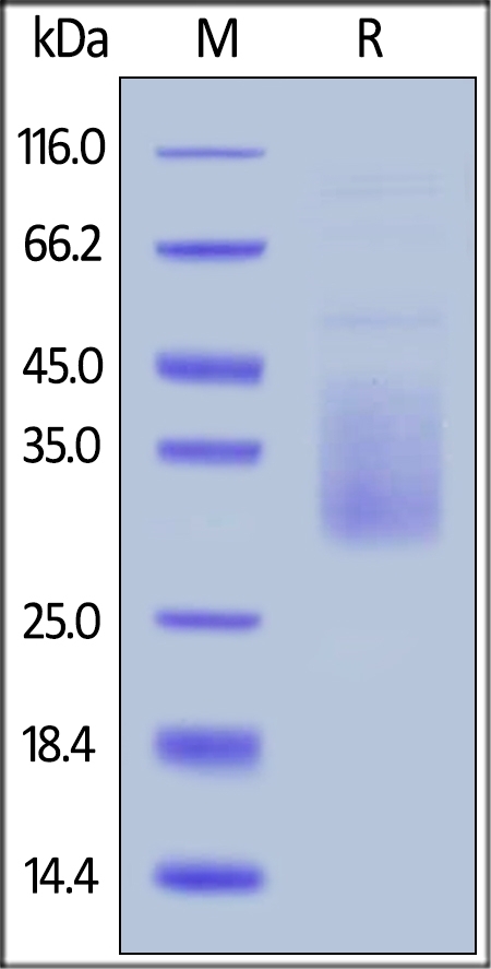 TIM-3 / HAVCR2 Recombinant Protein