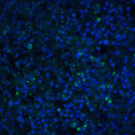 Immunofluorescence of TIM-4 in human spleen tissue with TIM-4 antibody at 20 μg/ml.<br><br>Green: TIM-4 Antibody (3815) <br> Blue: DAPI staining