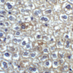 Immunohistochemistry of TIM-4 in mouse liver tissue with TIM-4 antibody at 2 μg/ml.