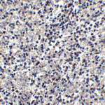 Immunohistochemistry of TIM-4 in human spleen tissue with TIM-4 antibody at 2.5 μg/ml.