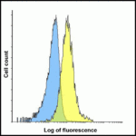 Flow cytometry analysis of TIM-3 overexpressing HEK293 cells using TIM-3 antibody and control mouse IgG antibody at 0.1 μg/ml. Blue: Untransfected HEK293 cells. Yellow: TIM-3 overexpressing HEK293 cells.