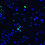 Immunofluorescence of TIM-3 in transfected HEK293 cells with TIM-3 antibody at 10 μg/mL. <br><br>Green: TIM-3 Antibody [10C10] (RF16103) <br> Blue: DAPI staining