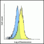 Flow cytometry analysis of TIM-3 overexpressing HEK293 cells using TIM-3 antibody and control mouse IgG antibody at 0.1 μg/ml. Blue: Untransfected HEK293 cells. Yellow: TIM-3 overexpressing HEK293 cells.