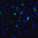 Immunofluorescence of TIM-3 in transfected HEK293 cells with TIM-3 antibody at 10 μg/mL. <br><br>Green: TIM-3 Antibody [1B10] (RF16107) <br> Blue: DAPI staining