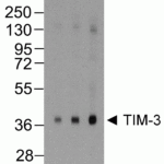 Western blot analysis of TIM-3 in overexpressing HEK293 cells TIM-3 antibody at (A) 0.25, (B) 0.5, and (C) 1 μg/ml