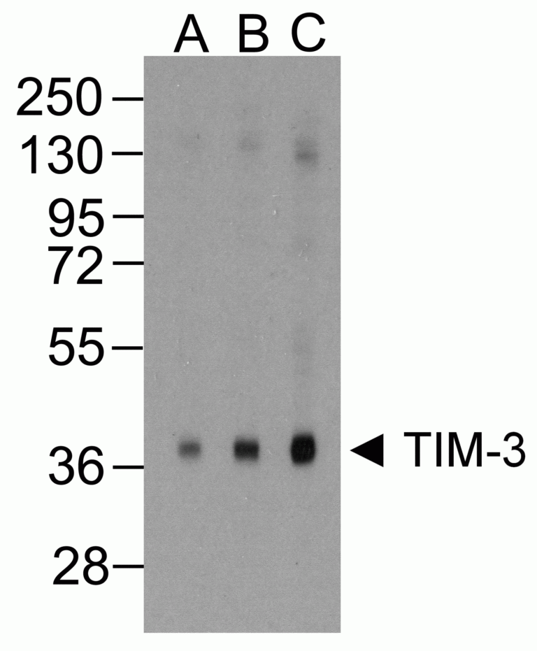 TIM3 Antibody [1B10]
