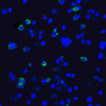 Immunofluorescence of TIM-3 in transfected HEK293 cells with TIM-3 antibody at 10 μg/mL. <br><br>Green: TIM-3 Antibody [1C6] (RF16108) <br> Blue: DAPI staining