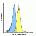 Flow cytometry analysis of TIM-3 overexpressing HEK293 cells using TIM-3 antibody and control mouse IgG antibody at 0.1 μg/ml. Blue: Untransfected HEK293 cells. Yellow: TIM-3 overexpressing HEK293 cells.
