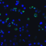 Immunofluorescence of TIM-3 in transfected HEK293 cells with TIM-3 antibody at 10 μg/mL. <br><br>Green: TIM-3 Antibody [2A6] (RF16106) <br> Blue: DAPI staining