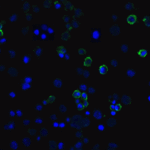 Immunofluorescence of TIM-3 in transfected HEK293 cells with TIM-3 antibody at 10 μg/mL. <br><br>Green: TIM-3 Antibody [3G7] (RF16105) <br> Blue: DAPI staining