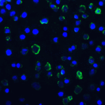 Immunofluorescence of TIM-3 in transfected HEK293 cells with TIM-3 antibody at 10 μg/mL. <br><br>Green: : TIM-3 Antibody [9G1] (RF16109) <br> Blue: DAPI staining