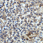 Immunohistochemistry of TIM-3 in human spleen tissue with TIM-3 antibody at 2 μg/ml.