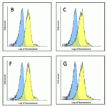 Flow cytometry analysis of TIM-3 in over expressing HEK293 cells using (A) RF16103, (B) RF16104, (C) RF16105, (D) RF16106, (E) RF16107, (F) RF16108, (G) RF16109, and (H) mouse IgG at 0.1 μg/ml. Blue: untransfected HEK293 cells. Yellow: TIM-3 over expressing HEK293 cells.