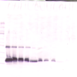 To detect hTIMP-1 by Western Blot analysis this antibody can be used at a concentration of 0.1 - 0.2 ug/ml. Used in conjunction with compatible secondary reagents the detection limit for recombinant hTIMP-1 is 1.5 - 3.0 ng/lane, under either reducing or non-reducing conditions.