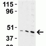 <strong>Figure 3 Western Blot Validation in Rat Liver</strong><br>Loading: 15 μg of lysates per lane.Antibodies: TIP47 3881, 1h incubation at RT in 5% NFDM/TBST.Secondary: Goat anti-rabbit IgG HRP conjugate at 1:10000 dilution.Lane 1: 0.5 μg/mL,Lane2:  1 μg/mL,Lane3:  2 μg/mL