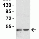 <strong>Figure 3 Western Blot Validation in Mouse Cell Lines</strong><br>Loading: 15 μg of lysates per lane.Antibodies: TIP47 3883 (1 μg/mL), 1h incubation at RT in 5% NFDM/TBST.Secondary: Goat anti-rabbit IgG HRP