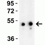 <strong>Figure 4 Western Blot Validation in Mouse EL4 Cells</strong><br>Loading: 15 μg of lysates per lane.Antibodies: TIP47 3883, 1h incubation at RT in 5% NFDM/TBST.Secondary: Goat anti-rabbit IgG HRP conjugate at 1:10000 dilution.Lane 1: 1 μg/mL Lane 2: 2 μg/mL