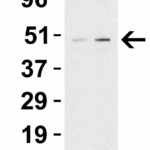<strong>Figure 1 Western Blot Validation in Human Daudi Cells</strong><br>Loading: 15 μg of lysates per lane.Antibodies: TIP47 3881, 1h incubation at RT in 5% NFDM/TBST.Secondary: Goat anti-rabbit IgG HRP conjugate at 1:10000 dilution.Lane 1: 1 μg/mL , Lane2:  2 μg/mL