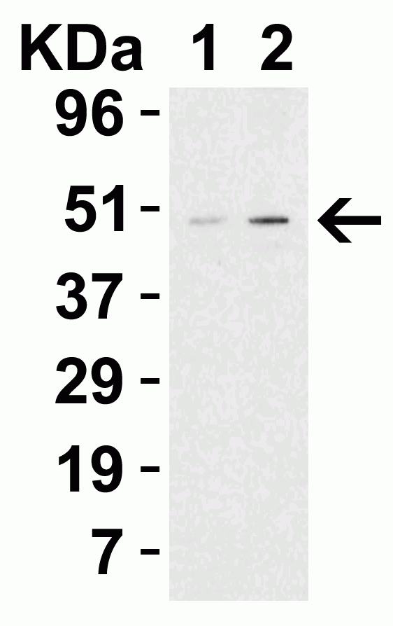 TIP47 Antibody