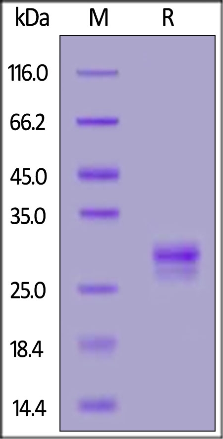 TL1A / TNFSF15 Recombinant Protein