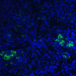 <strong>Figure 5 Immunofluorescence Validation of TLR3 in Mouse Spleen</strong><br>  Immunofluorescent analysis of 4% paraformaldehyde-fixed mouse spleen tissue labeling TLR3 with 3643 at 20 μg/mL, followed by goat anti-rabbit IgG secondary antibody at 1/500 dilution (green) and DAPI staining (blue).