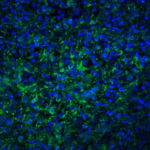Immunofluorescence of TLR4 in human spleen tissue with TLR4 antibody at 20 μg/ml.<br><br>Green: TLR4 Antibody (3141) <br> Blue: DAPI staining