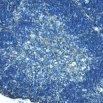 Immunohistochemistry of TLR8 in mouse thymus tissue with TLR8 Antibody at 5 μg/mL.