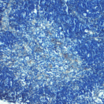 Immunohistochemistry of TLR8 in mouse thymus tissue with TLR8 Antibody at 5 μg/mL.