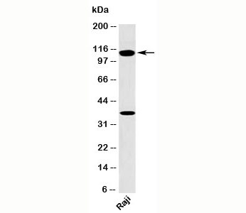 TLR9 Antibody [TR9541]